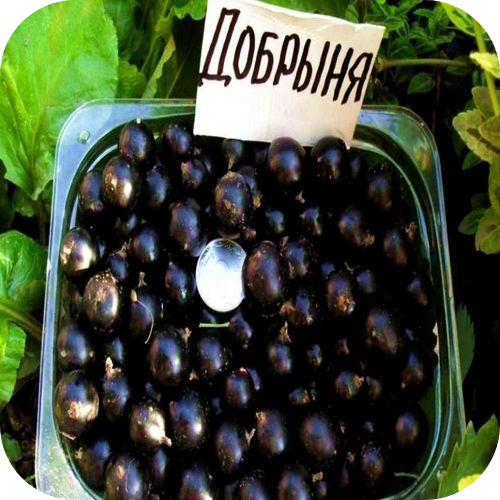 Саженцы черной смородины "Добрыня" > цена,  фото