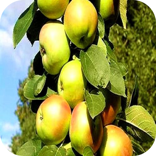 Яблоня колоновидная "Икша" 